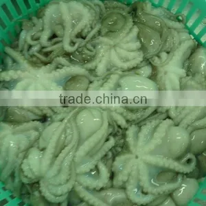 FROZEN BABY OCTOPUS FRESH thumbnail-1