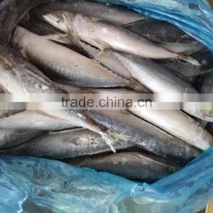 Best Price For Canning Frozen Mackerel thumbnail-3