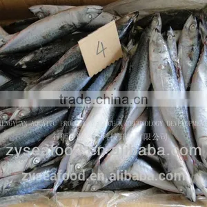 Frozen Japanese Mackerel Fish thumbnail-1