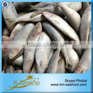 Frozen Sardines Fish Seafood Whole Round thumbnail-1