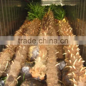 Trachycarpus Fortunei Landscaping Palm thumbnail-1