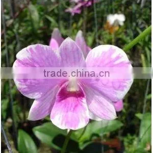 Thailand Top Quality OR-016 Dendrobium Sky Pink Orchid thumbnail-1