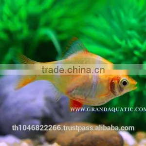Golden Tiger Barb Fish For Sale and Export thumbnail-6