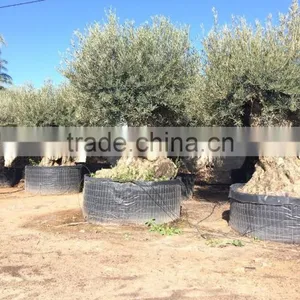 Bonsai Olive Tree Extra Large thumbnail-4