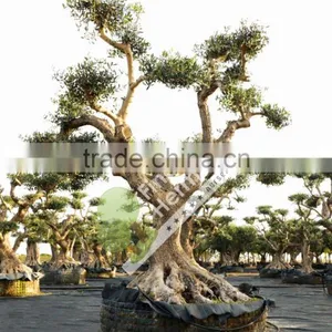 Olea Europaea "Pirineos" Pompon thumbnail-1