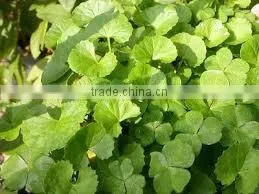 WATER HYSSOP thumbnail-1