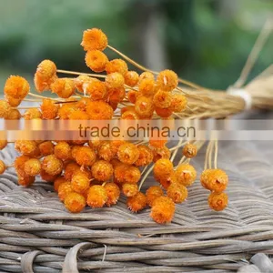Dried Natural Small Mini Flower Brazilian Art Artificial Dried Flower Home Decoration thumbnail-3