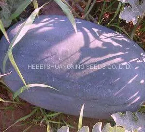 Black Jing Hybrid f1 Large Size Planting Watermelon Seeds thumbnail-3