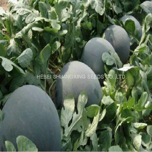 NOFA 3 Pure Black Seedless Watermelon Seeds for Sale thumbnail-5