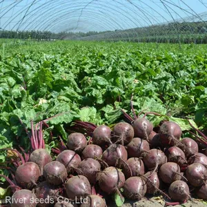 5g Wholesale Vegetables RED Bulb Beetroot Seeds Organic Sugar Beet Seed Vegetable for Online Sale thumbnail-2