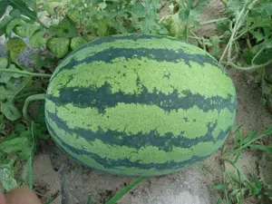 Watermelon Seed Dream Boy Hybrid F1 Crimson Sweet Big Fruit thumbnail-1