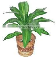 Artificial Draceana thumbnail-1