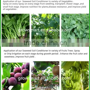 Seaweed Soil Conditioner Humic Acid Organic Fertilizer thumbnail-1