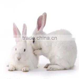 Rabbit Processing Slaughtering Equipment Farm Machinery Rabbit Meat Processing thumbnail-1