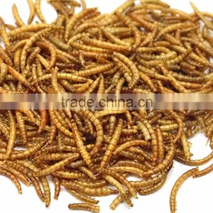 Lower Price Dried Mealworms for Pet Food, Chicken Feed, Birds Food thumbnail-1