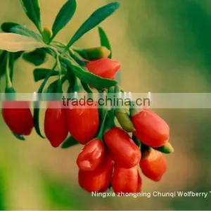 2016 Ningxia Chunqi Wolfberry /Gojiberry From Manufacture in Bulk thumbnail-3