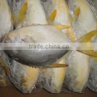 GRADE A Whole Round Frozen Golden/Black/silver Pomfret Fish thumbnail-1