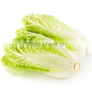Long Shape Cabbage Fresh Green Cabbage on Sale Frozen Packed thumbnail-2