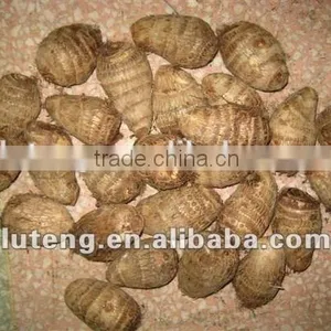 2015 New Season of Chinese Fresh Taro thumbnail-1