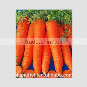 Fresh Bright Red Carrot Harvester Sale thumbnail-1