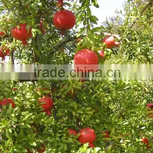 Common Cultivation Type of Pomegranate thumbnail-2