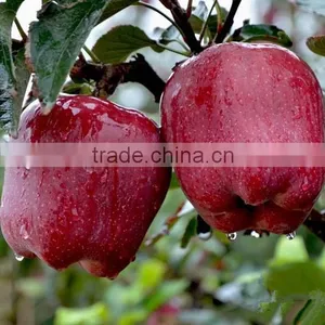 Sweet Juicy Fresh Red Delicious Apple Huaniu Apple by Wholesale thumbnail-1