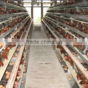Chicken Laying Egg Cages thumbnail-1