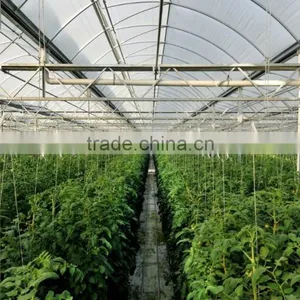 Gutter Connected Agricultural Greenhouse in Multi Span thumbnail-2