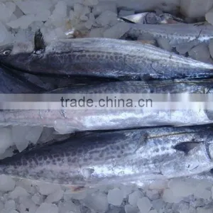 Frozen Spainish Mackerel thumbnail-1