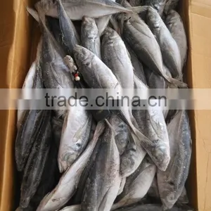 Land Frozen Horse Mackerel Frozen 20 25 cm + thumbnail-3