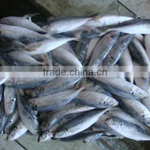 Frozen Mackerel thumbnail-1