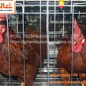 Sri Lanka Chicken Supplier in Chicken Shed Hot Galvanized Cage & A Type Battery Layer Breeder Chicken Cage & Laying Hen Coop for Poultry Farm thumbnail-2