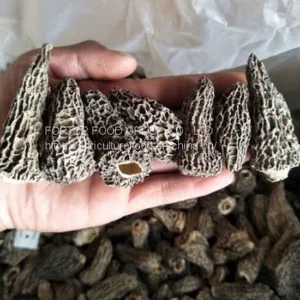 Factory Price Premium Quality Chinese Wild Dried Morel Mushroom/Morchella Esculenta Without Fully Stem (4-6CM) thumbnail-2