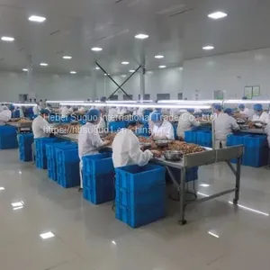 New Crop Dry Walnut Walnuss Nuts Nuss/China Xinjiang/ Walnut Food/ Food Wholesale thumbnail-4