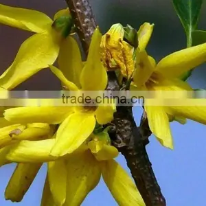 100% Pure and Natural Weeping Forsythia Hebal Oil thumbnail-2