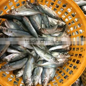 Frozen Equus Lacertus Seafood Whole Round Size 50 -70g / Pcs thumbnail-1