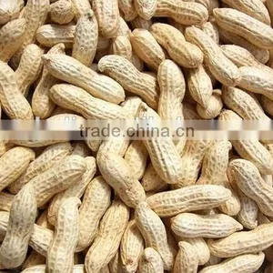 Chinese Peanut Suppliers thumbnail-5