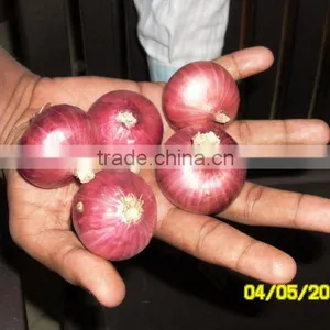 Golti Onion thumbnail-1
