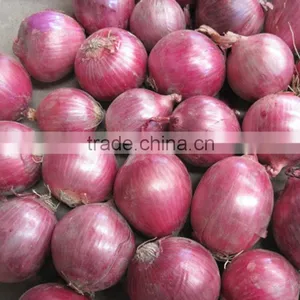 Superior Fresh Red Onion From Onion Exporters China thumbnail-1