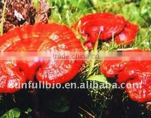 Reishi Mushroom Extract 30% Polysaccharides (UV-VIS) thumbnail-1