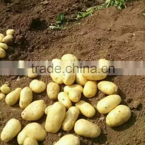 Holland Potato to Dubai Market for Sale thumbnail-4
