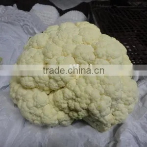 New Crop Chinese Fresh White Cauliflower thumbnail-1