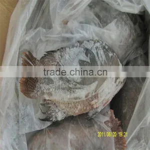 High Quality Tilapia Fish Farming thumbnail-1