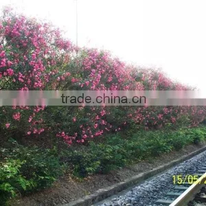 Blooming Nerium Indicum Milli of Outdoor Landscaping Foliage Decorative Ornamental Plants thumbnail-5