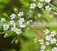 Ajowan Oil thumbnail-1