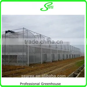 Multispan Tunnel Greenhouse for Strawberry Grape Raspberry , Agricultural Green Houses thumbnail-2