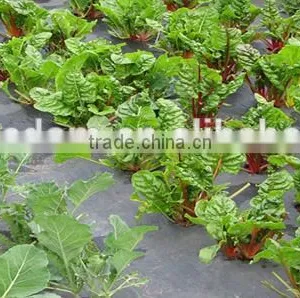 pp Weed Mat Ground Cover Fabric thumbnail-5