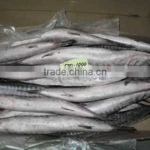 Baracuda Whole thumbnail-1
