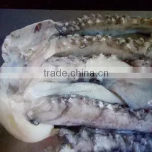 Frozen Giant Squid Tentacle thumbnail-1
