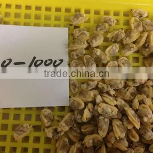 Short Necked Clam Meat thumbnail-3
